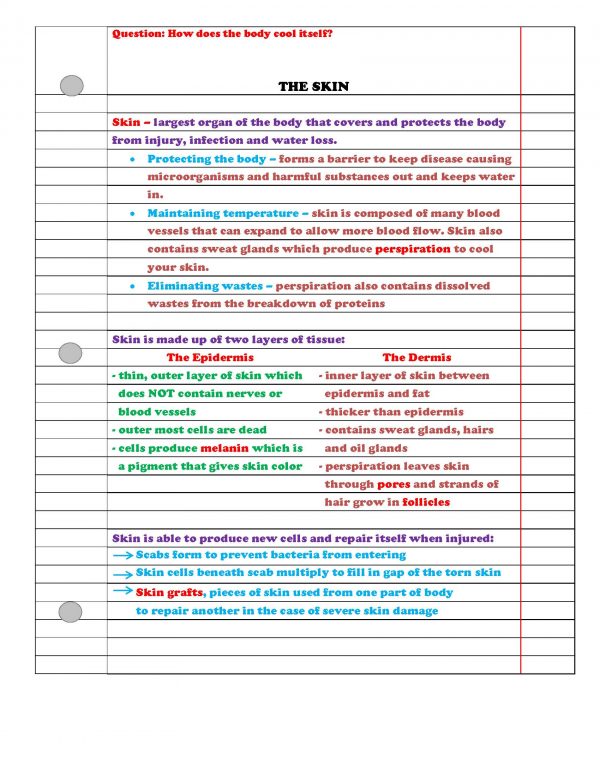 2399151 Page 3 600x776 - Human Body - Part 1: Life Science Notes, PowerPoint & Test ~ EDITABLE