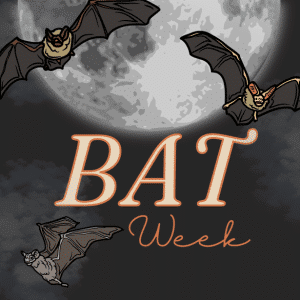 Bat Week and Trick or Treat - Bats Give us the Food we Eat