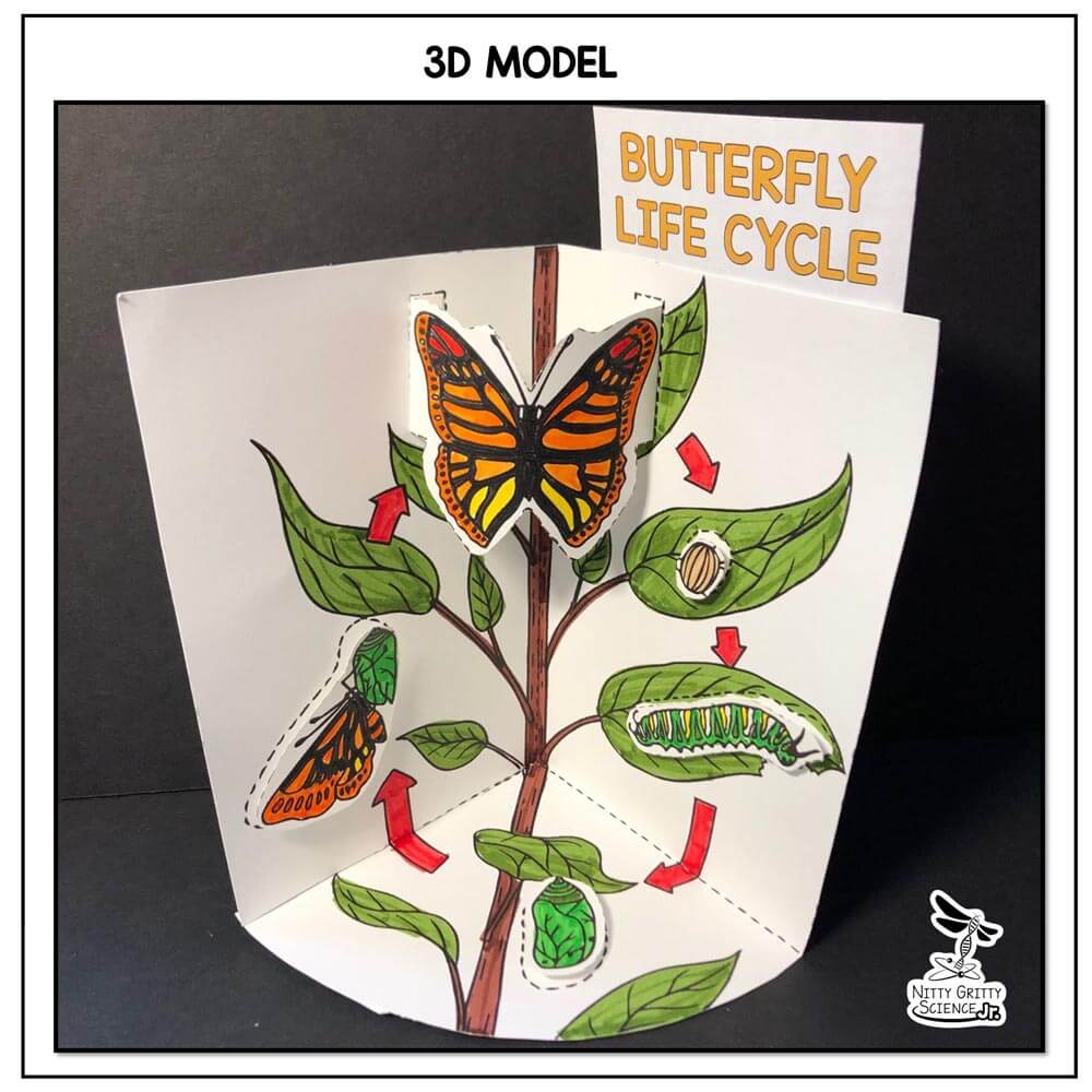 Butterfly Life Cycle Model – 3D Model | Nitty Gritty Science