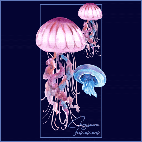 Octopus and Jellyfish 1 600x600 - Jellyfish