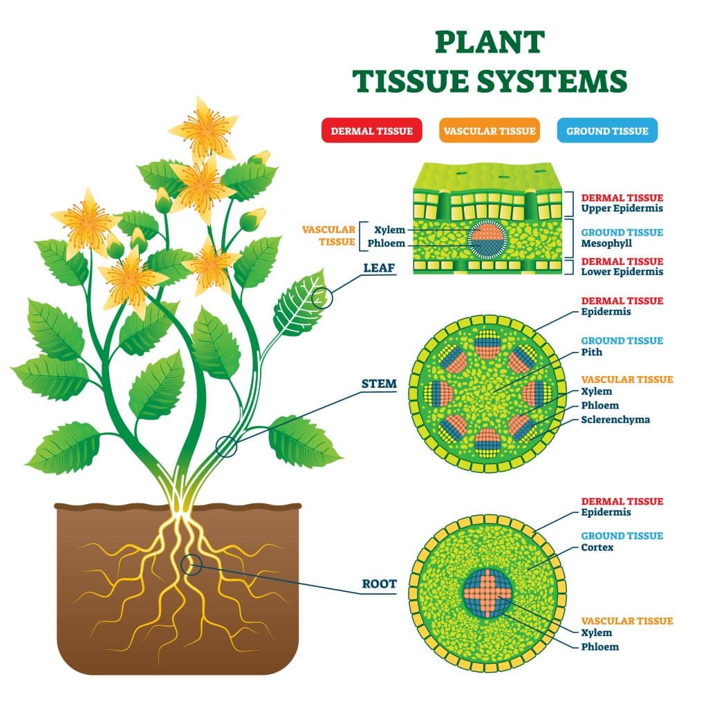 What Are Stem Cells In Plants Called