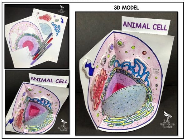Slide1 6 600x450 - Animal Cell - 3D Model