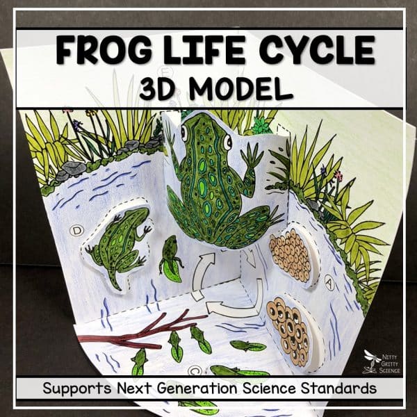 Slide14 1 600x600 - Frog Life Cycle Model - 3D Model
