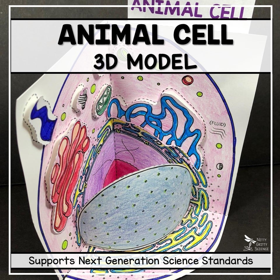 Animal Cell - 3D Model | Nitty Gritty Science