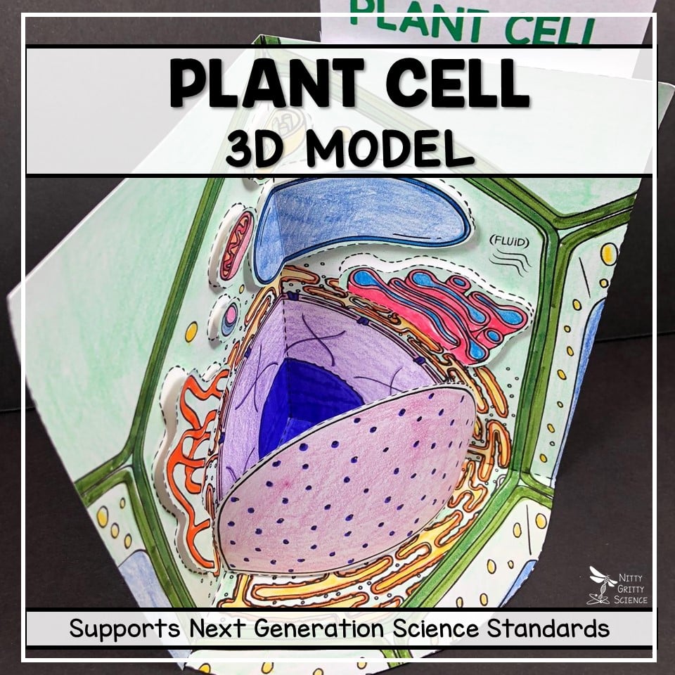 Plant Cell - 3D Model | Nitty Gritty Science