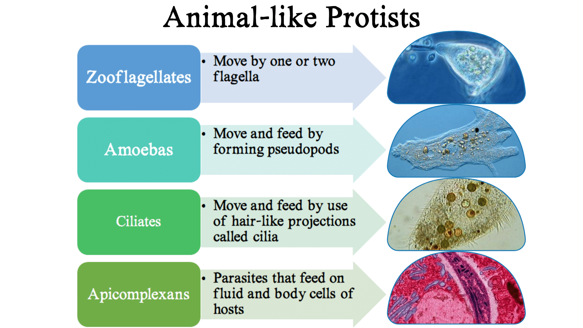 Section 3: Protists | Nitty Gritty Science