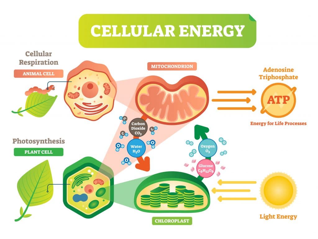 cellular-respiration-definition-and-examples-biology-online-dictionary