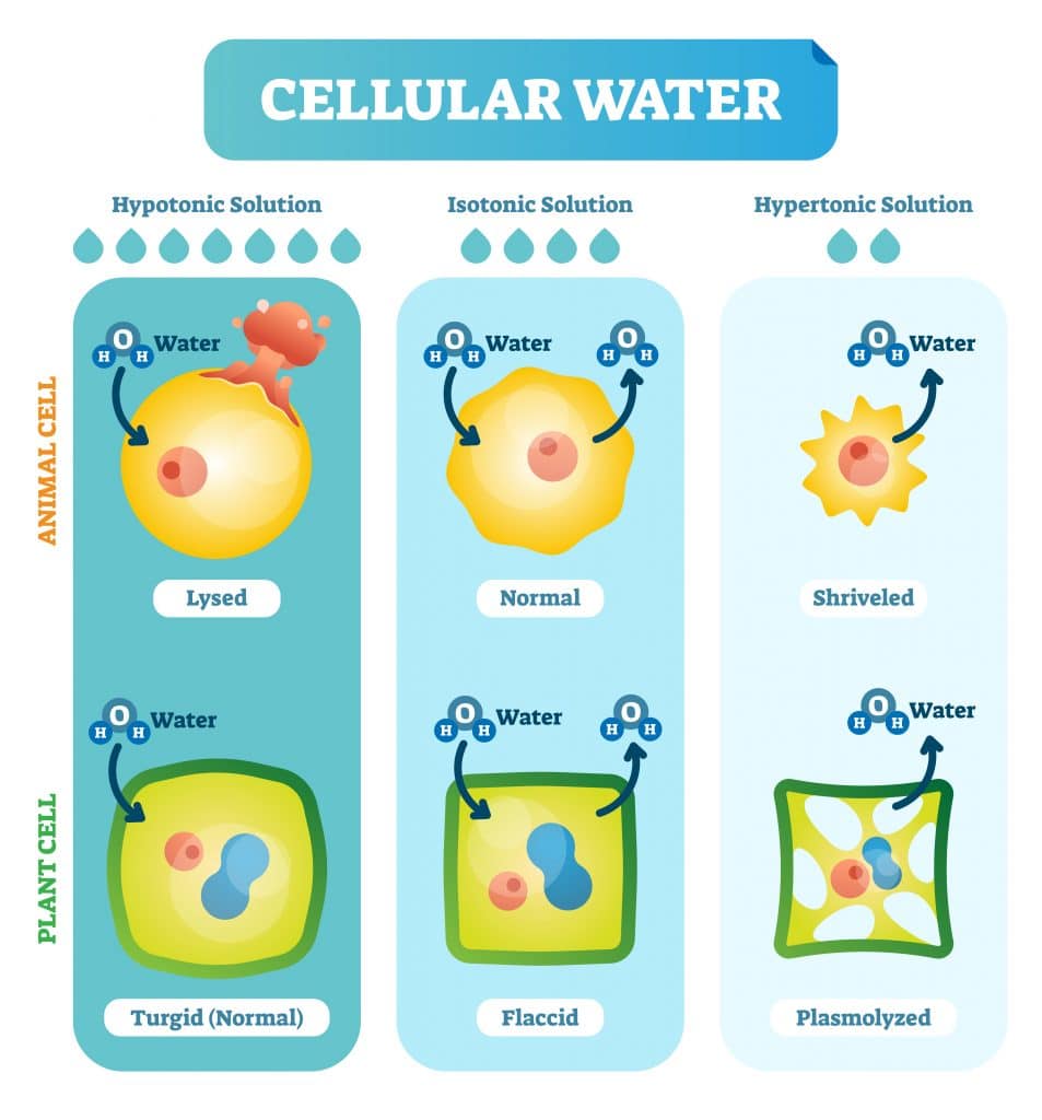 Section 5: Cellular Transport | Nitty Gritty Science