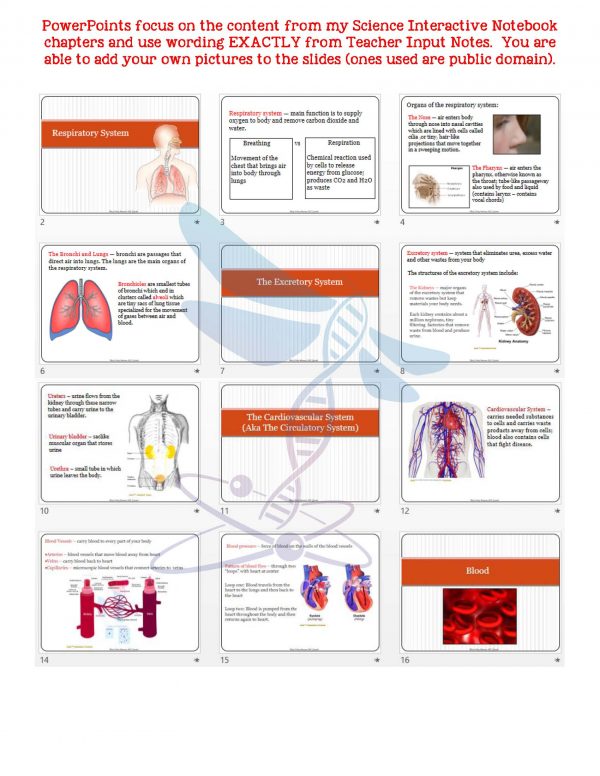 demoLifeScienceNotesPowerPointTestHumanBodyPart2EDITABLE2399168 Page 5 600x776 - Human Body - Part 2: Life Science Notes, PowerPoint & Test ~ EDITABLE