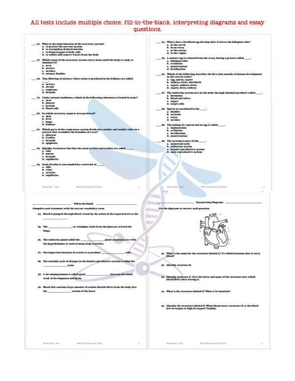 demoLifeScienceNotesPowerPointTestHumanBodyPart2EDITABLE2399168 Page 6 600x776 - Human Body - Part 2: Life Science Notes, PowerPoint & Test ~ EDITABLE