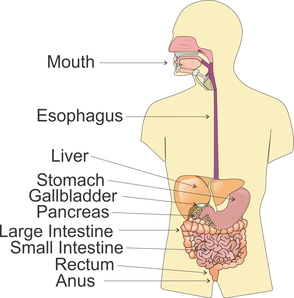 Section 5: The Digestive System | Nitty Gritty Science