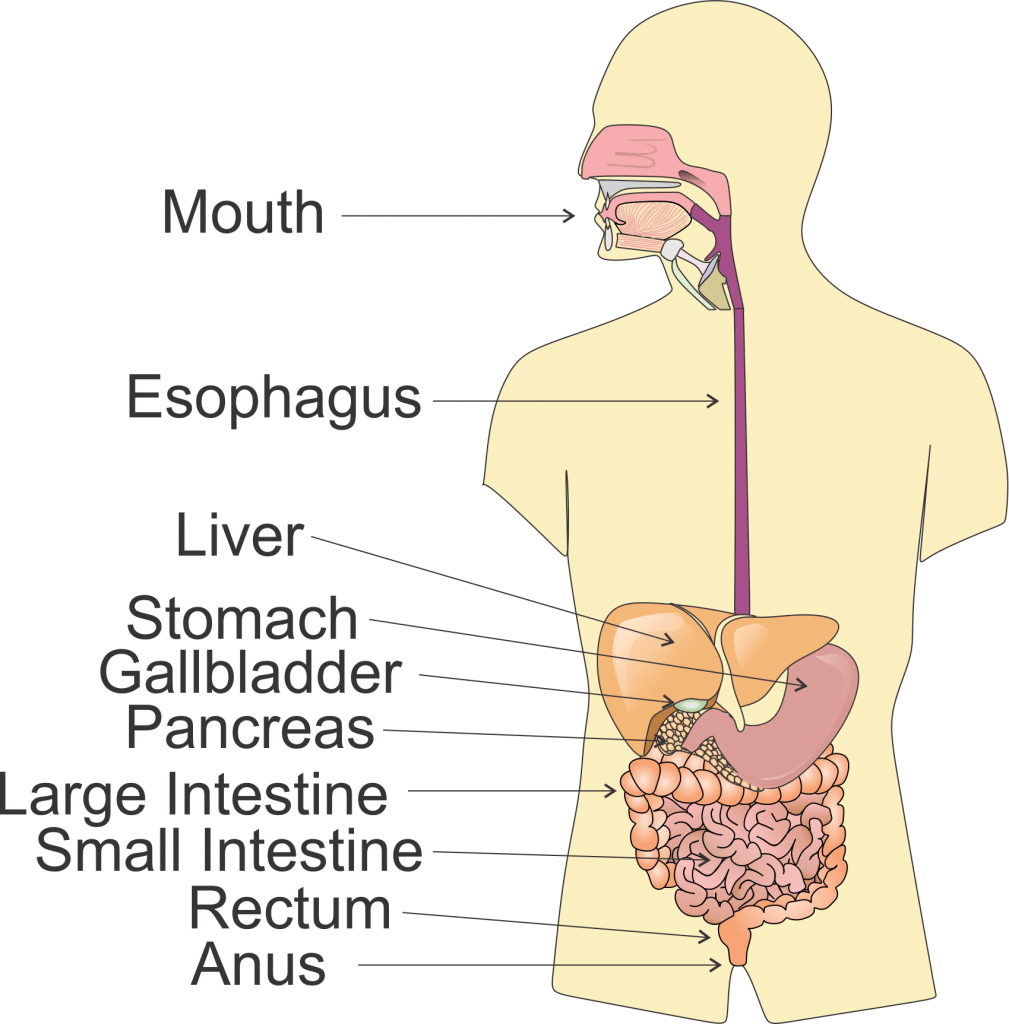 What Are The Different Parts Of The Digestive System