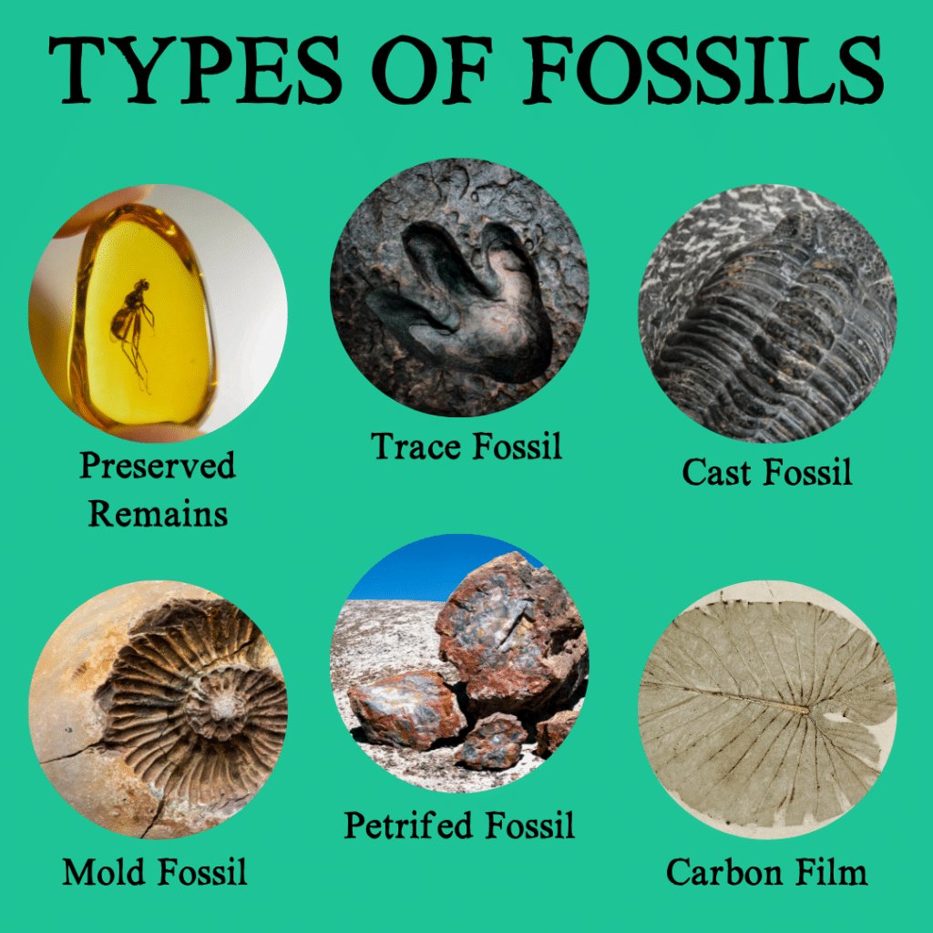 10 Types Of Fossils