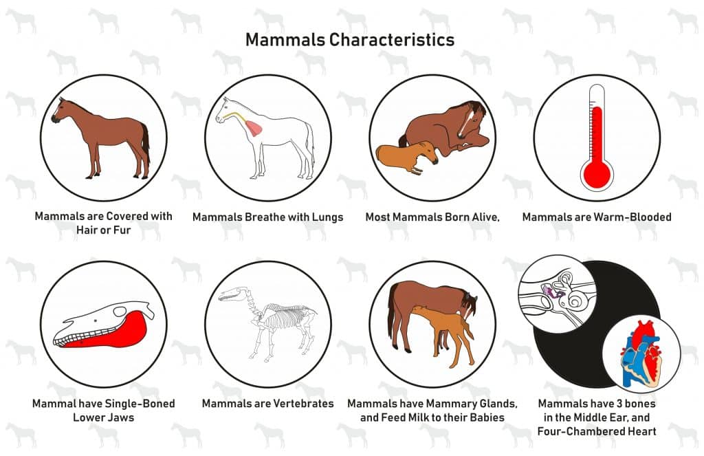 Section 3: Mammals | Nitty Gritty Science