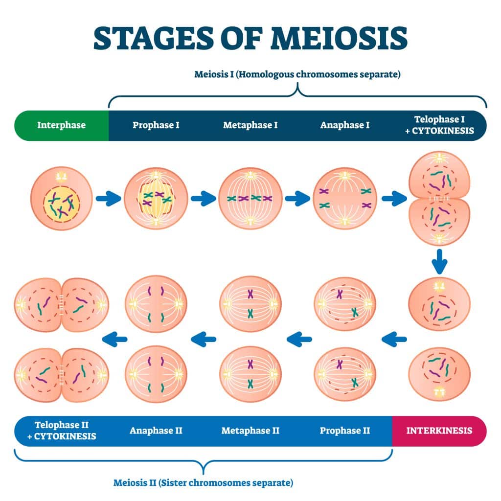 💋 Second meiotic division. Meiosis: Meiotic Division II. 2022-11-08