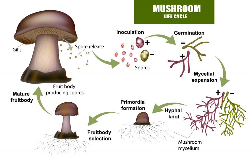 Diagram Of A Fungi 5995