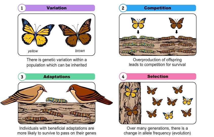 Section 1: Darwin’s Theory of Evolution | Nitty Gritty Science