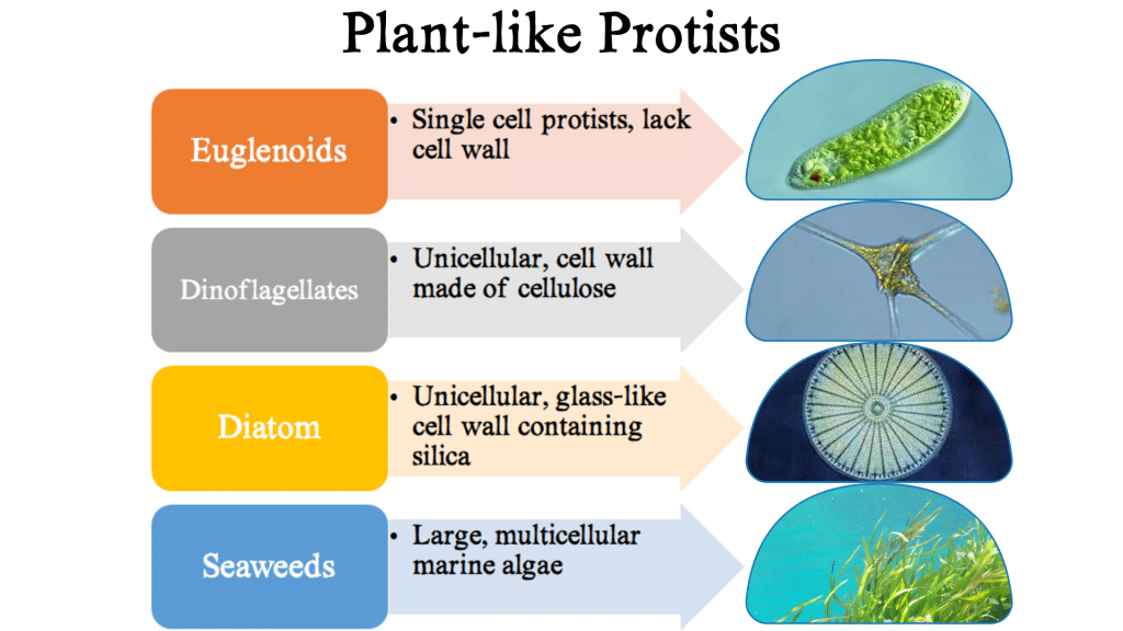Section 3: Protists | Nitty Gritty Science