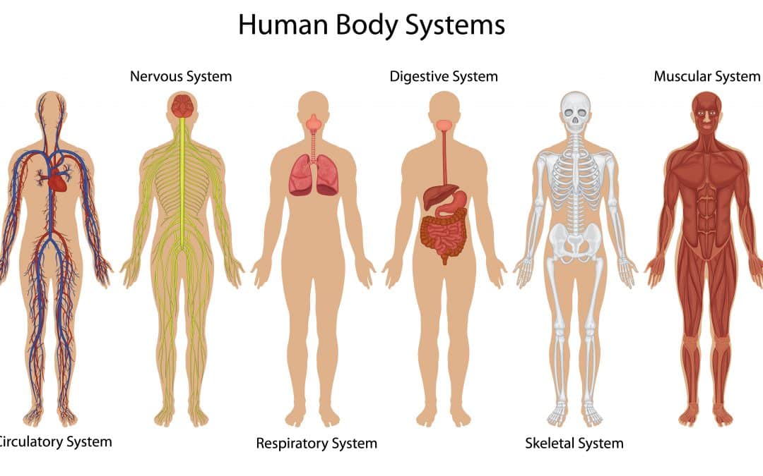Section 5: The Endocrine & Reproductive Systems